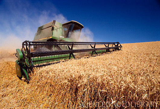 Wheat-Harvest-5