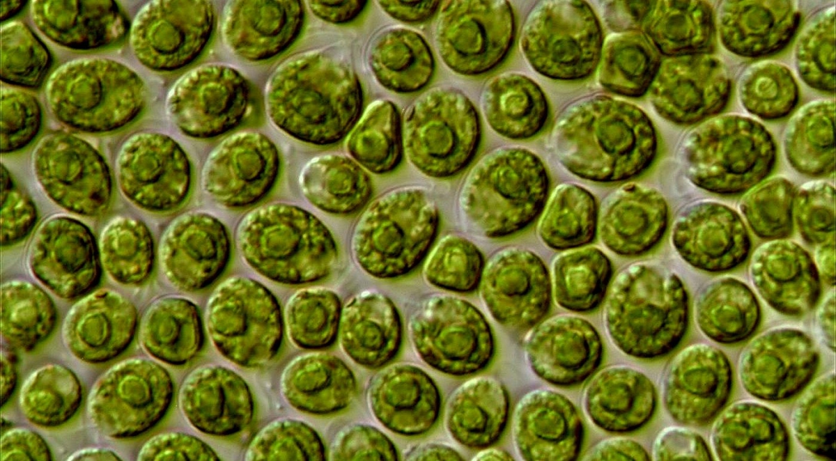 alga-honlapnyitó