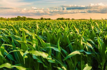 Bevált megoldások a kukorica gyomirtására