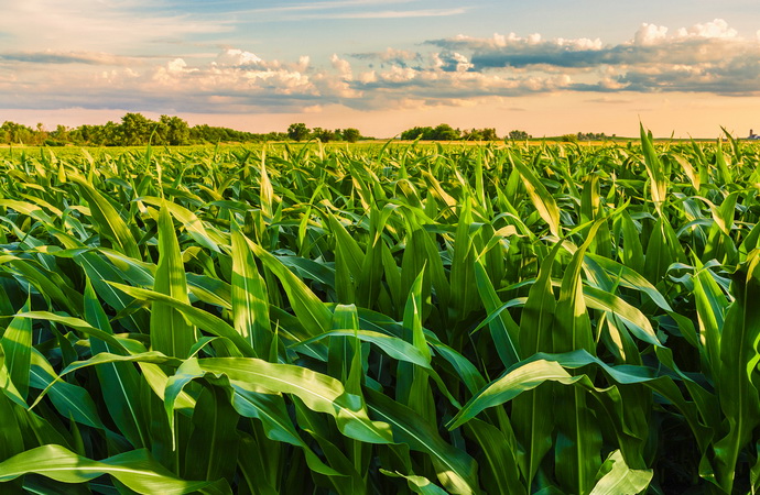 Bevált megoldások a kukorica gyomirtására