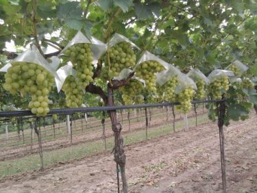 Esővédő fólia a csemegeszőlő ültetvényen