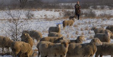 Itt a vége, fuss el véle: hová lettetek, „csillagszemű” juhászok? - Hagyományőrző juhásztalálkozó május 11-én, Hódmezővásárhelyen.