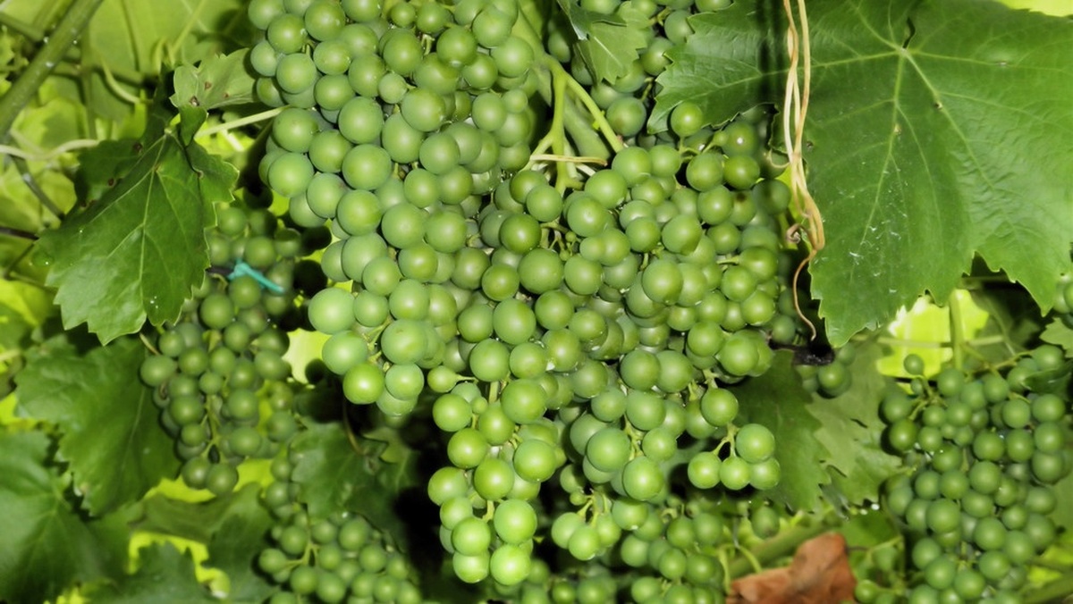 Az új borpiaci rendelkezés szerint zöldszüret indulhat az ültetvényeken