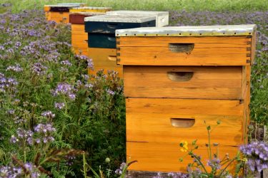 Emelt összegű támogatás segíti a méhészeti ágazatot