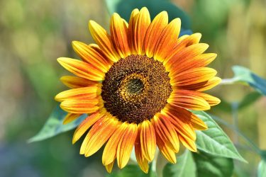 sunflower-3614728_960_720[1]