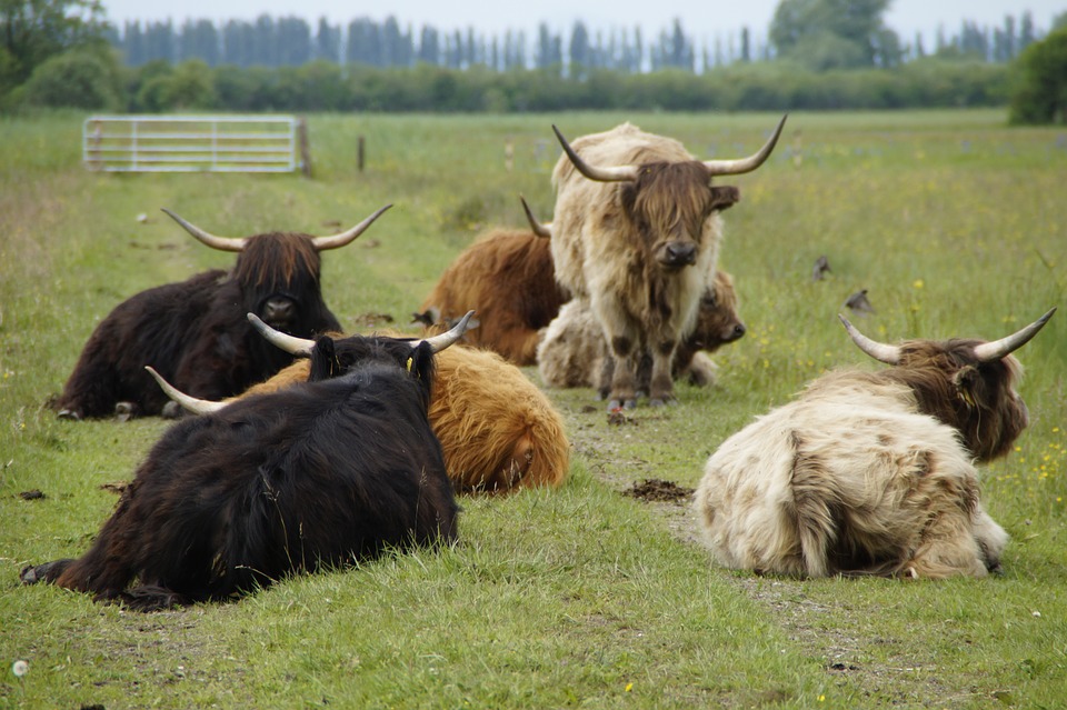 herd-of-cattle-786393_960_720[1]