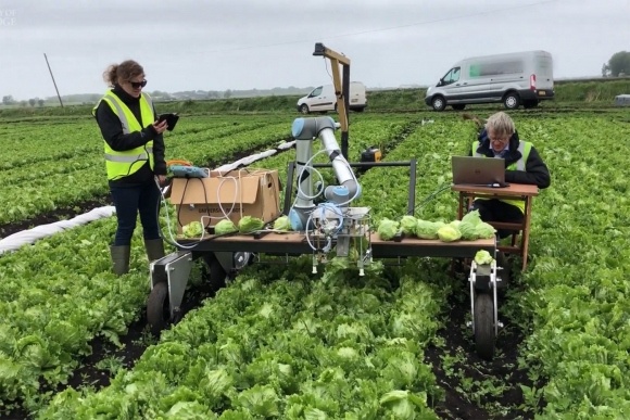Leveleszöldséget szüretel a cambridge-i fejlesztésű robot