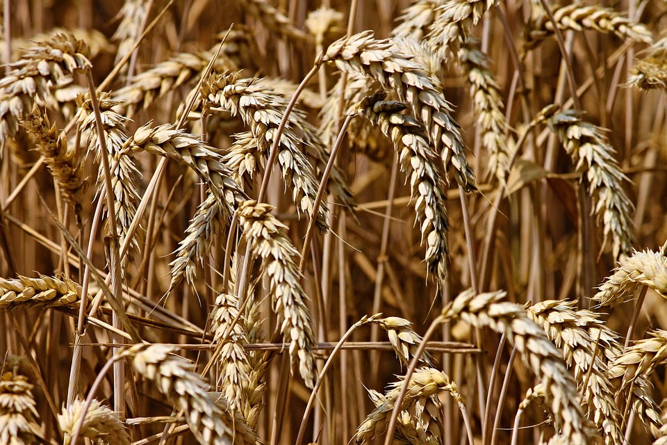 wheat-3524861_960_720[1]