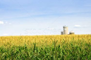 123580_stock-photo-corn-field-with-silos
