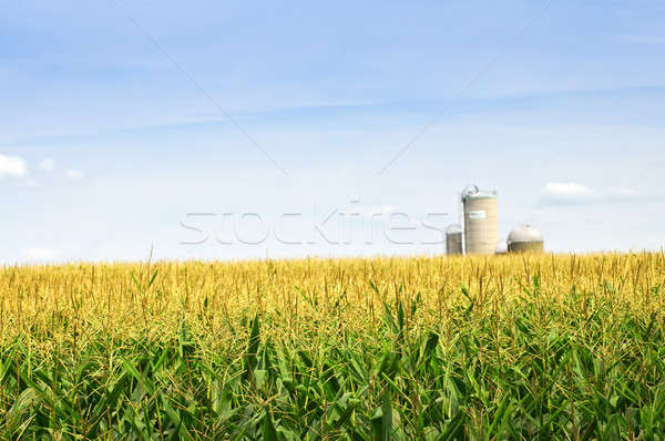 123580_stock-photo-corn-field-with-silos