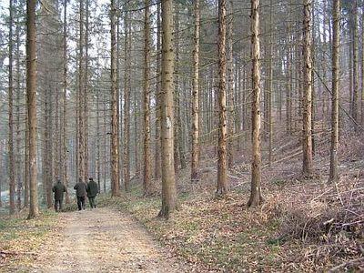 Erdészeti Stratégia – Fejlesztések hazai igények alapján, uniós forrásokból