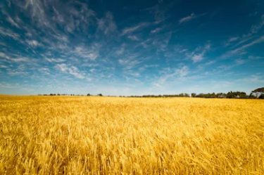 field-golden-wheat-under-blue-260nw-518638033