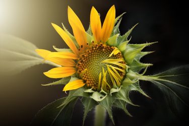sunflower-3113318_960_720[1]