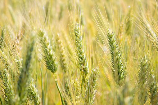 wheat-field-in-day-time-picture-id523868448