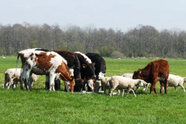 A Brexit várható hatása a mezőgazdaságra