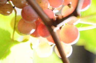 A szőlőtúltermelési válság elmaradt
