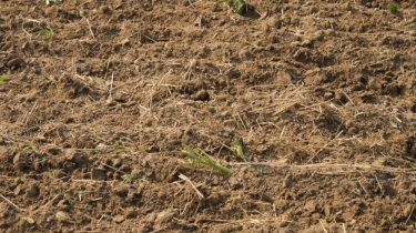 Mit adnak nekünk a talajbaktériumok?
