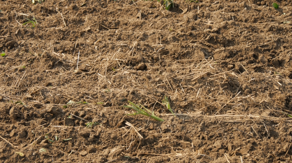 Mit adnak nekünk a talajbaktériumok?