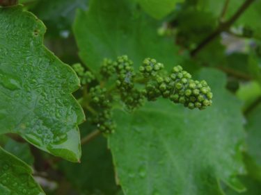 2019: komoly kihívásokkal teli évjárat a szőlőágazatban