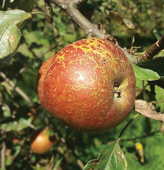 Paraziták az almafában