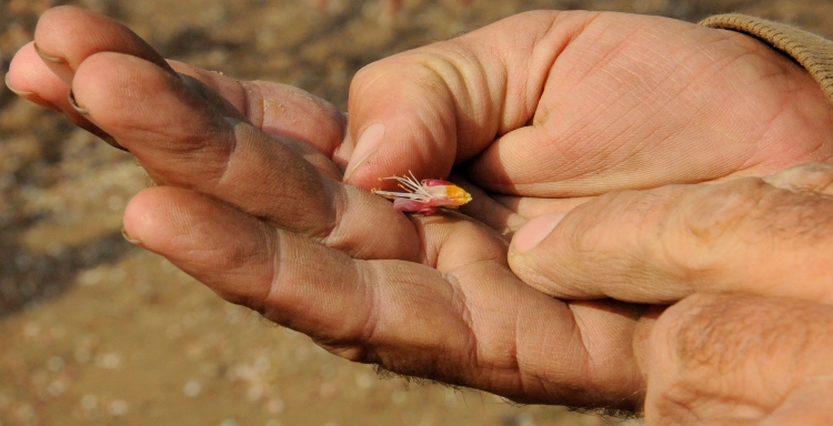 Íme, a jóslat: azért még ne vegyünk nagy levegőt…!