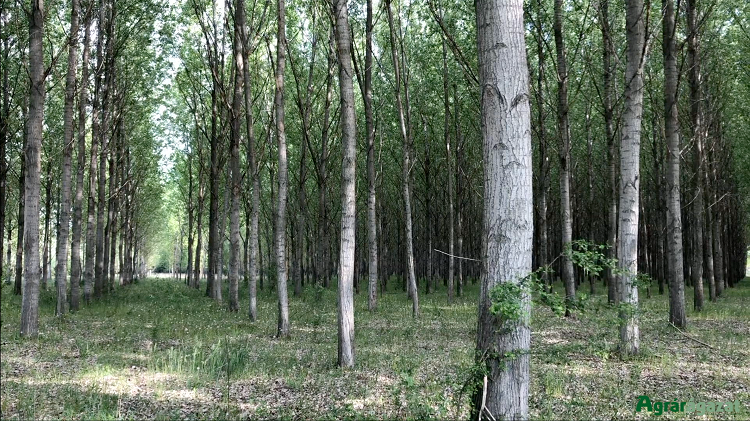 Erdő Kicsi