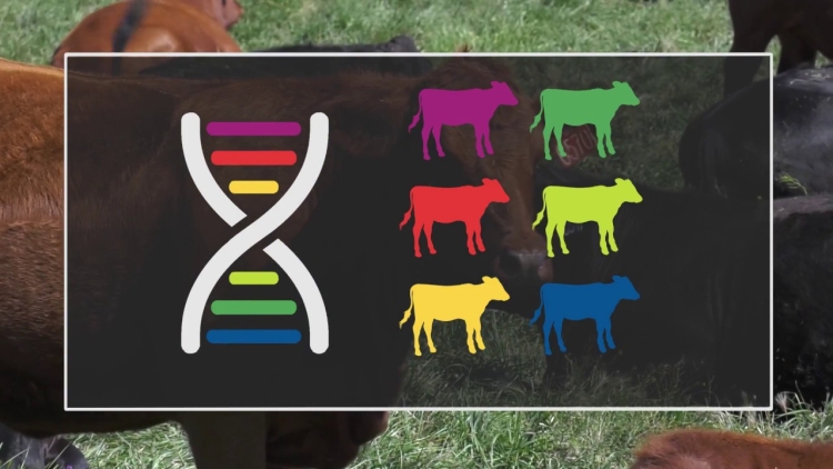 Cattle Genomics