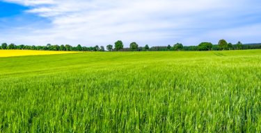 Green Farm, Panoramic View Of Farmland, Crop Of Wheat On Field, Spring Landscape