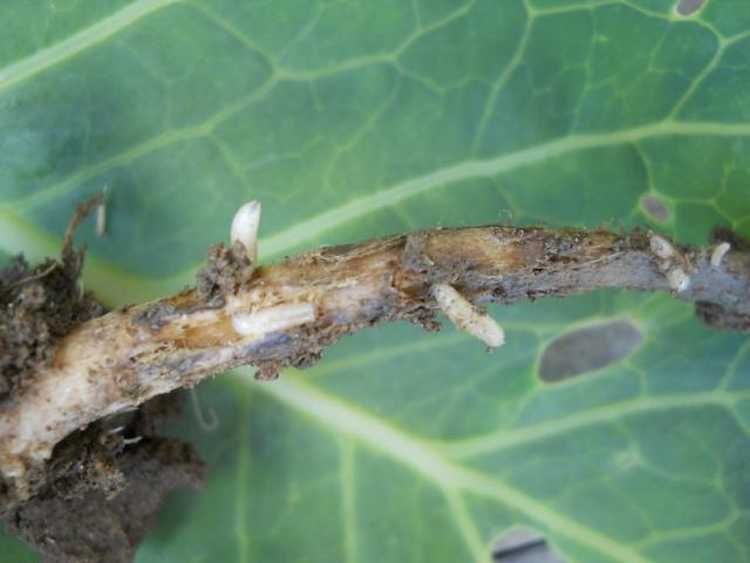 A tavaszi káposztalégy (Phorbia brassicae) lárvái a gyökereket károsítják, ezért már röviddel a kiültetés után a fiatal növények egy részének pusztulását okozhatják.