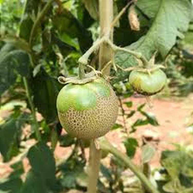 A paradicsom-levélatka (Aculops lycopersici) a burgonyafélék (Solanaceae) családba tartozó növényeken fordul elő.