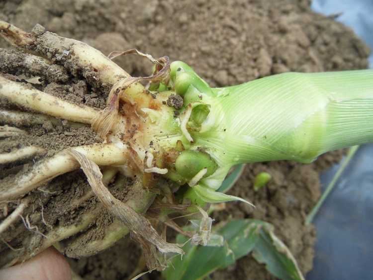 Az amerikai kukoricabogár lárvája a talajfelszín alatt károsítja a gyökereket
