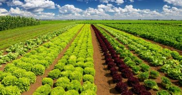 Agricultural Industry. Growing Salad Lettuce On Field