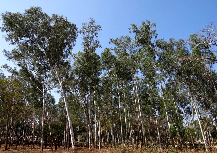 eukaliptusz