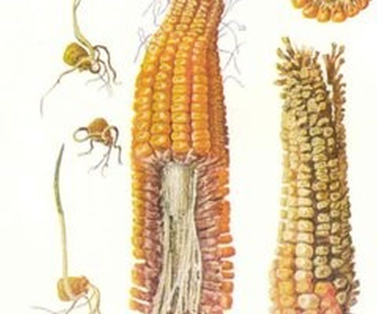 a kezelés száraz kukorica az ujjai cukorbetegség
