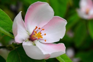 Almafa virágja