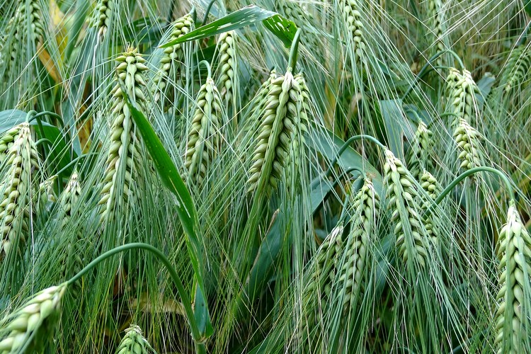 Mezőgazdaság, gabona, nemesítés