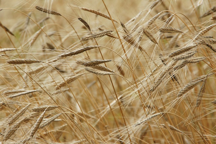 Mezőgazdaság, gabona-külkereskedelem