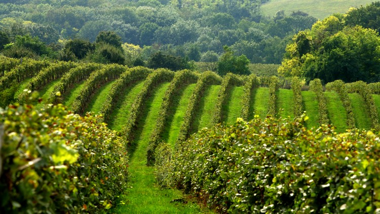 Szőlő, bor és mezőgazdaság