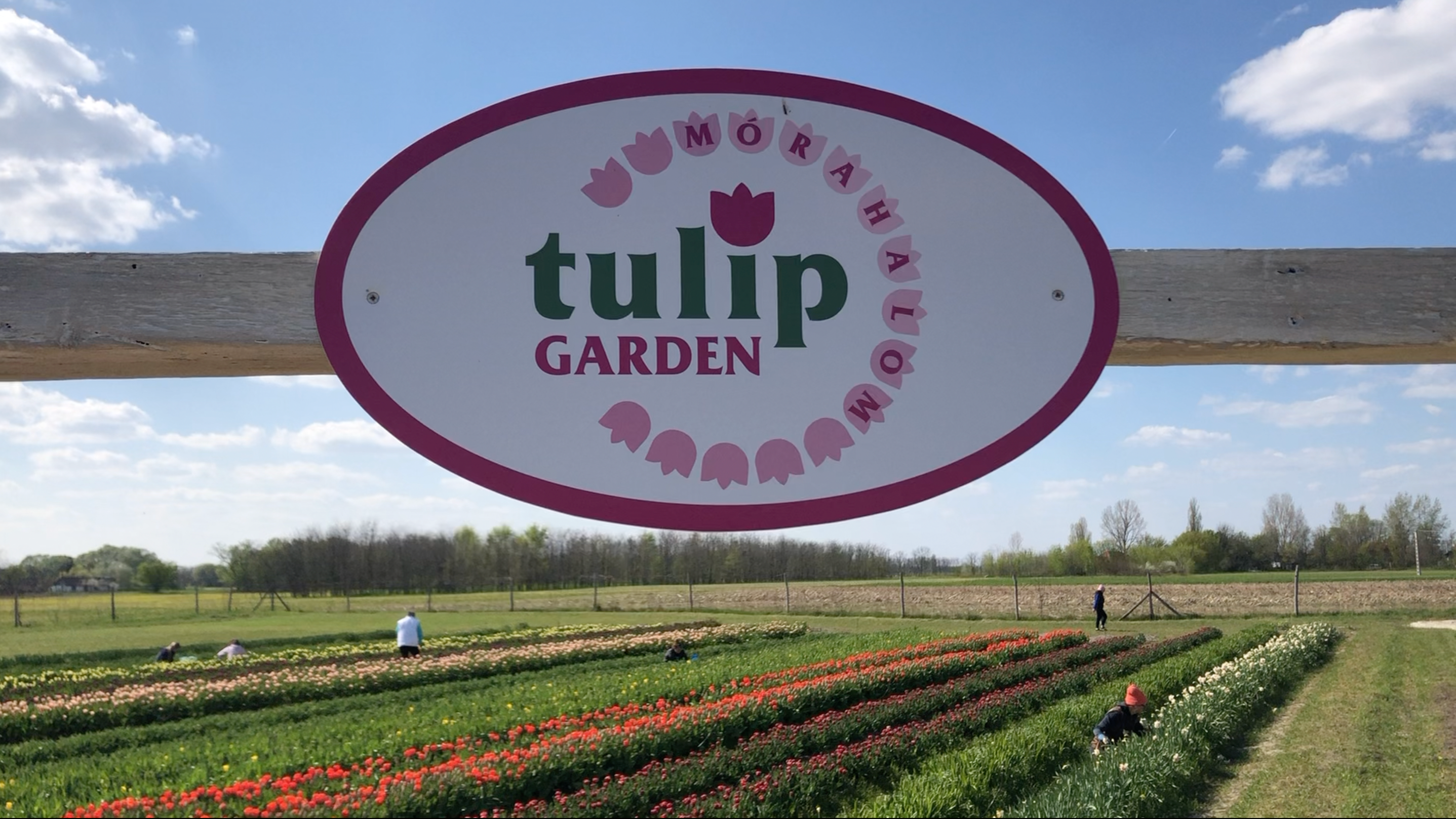 Tulip Garden Mórahalom