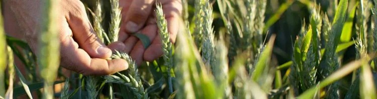 Mezőgazdaságban négy kalászos fungicid a Bayertől