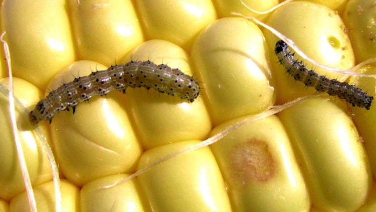 kukoricamoly larva