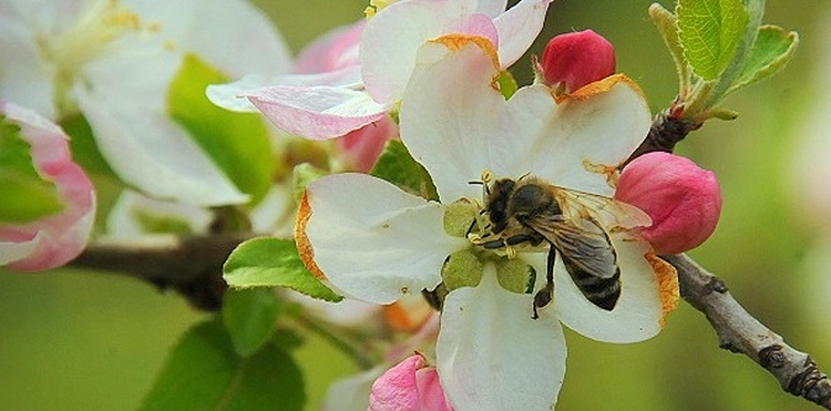 méhészek