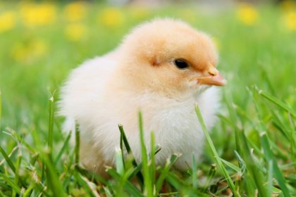 AniGrowEye: segíti és hatékonyabbá is teszi az állattartást AniGrowEye: segíti és hatékonyabbá is teszi az állattartást