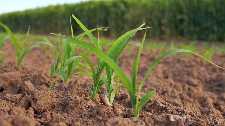 Mezőgazdaság, fenntarthatóság