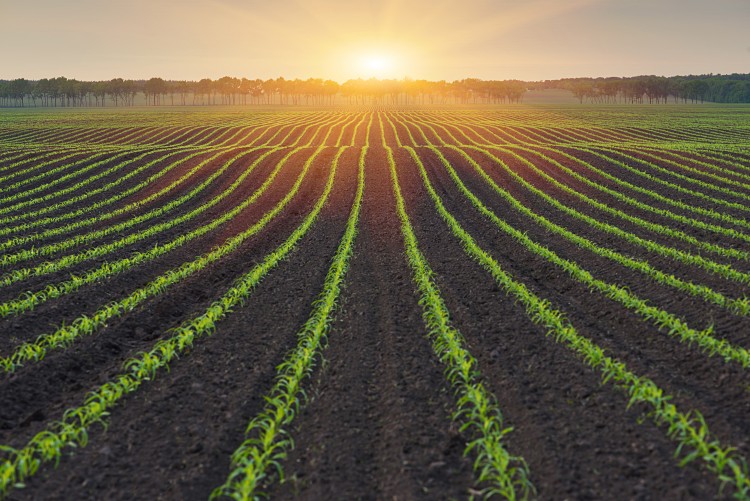 Mezőgazdaság, baktérium alapú termék