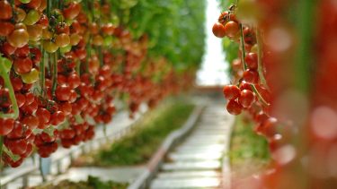 Mezőgazdaság, kertészeti támogatás