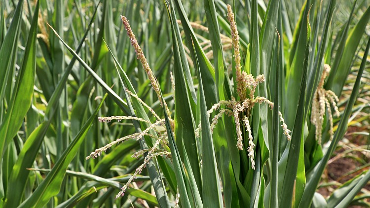 Mezőgazdaság, kukorica