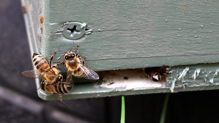 Mezőgazdaság, mézelő méheink
