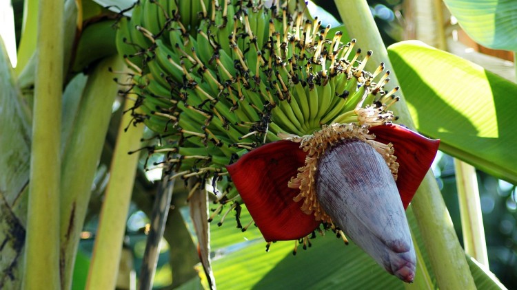 A trópusokon több mint 400 millió ember elsődleges táplálékforrása a banán