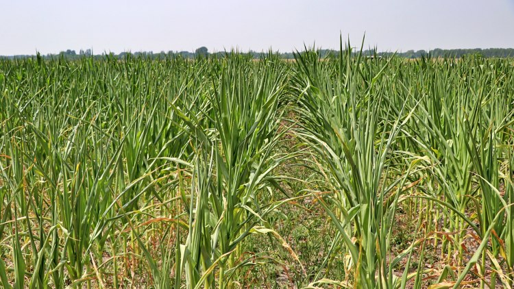 Kukoricaföld